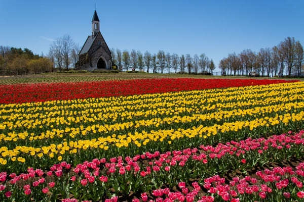 全国のおすすめ花畑85選！一面に絶景が広がる花の名所ガイド