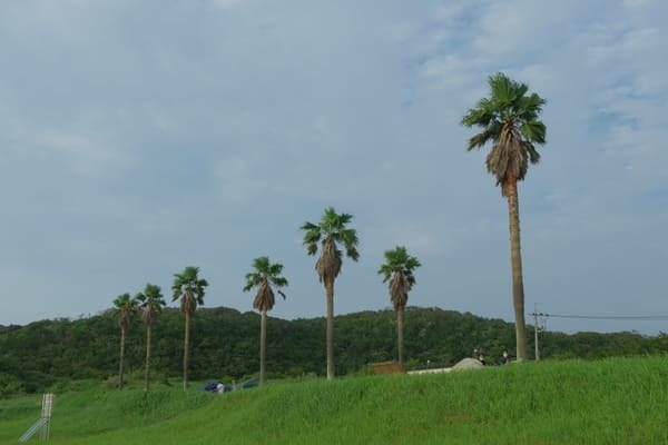 【千葉・房総半島で癒しのドライブ旅】海と絶景とグルメを満喫