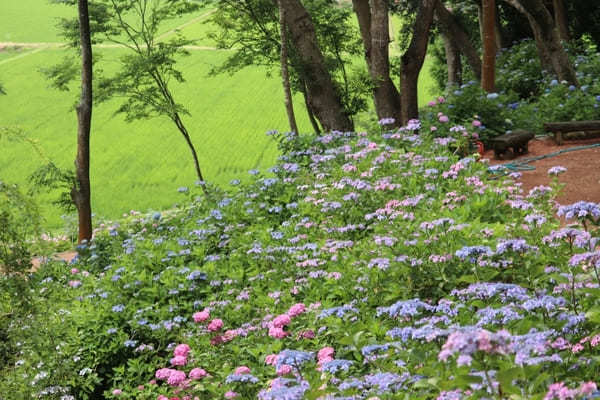 【茨城】山肌に1万株の紫陽花！二本松寺の見どころ7選