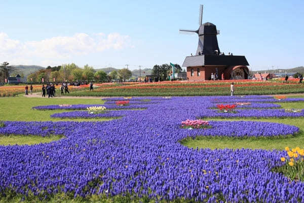 全国のおすすめ花畑85選！一面に絶景が広がる花の名所ガイド