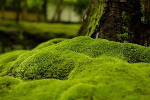 京都のおすすめ苔寺5選！美しい苔の庭が広がる名所特集1.jpg