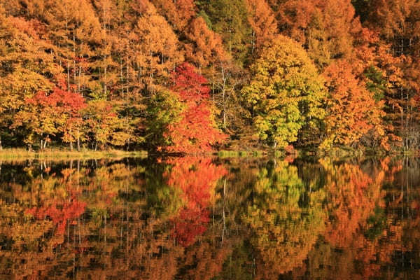 一度は見たい！息をのむ絶景！【長野・御射鹿池】