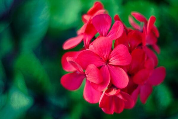 敬老の日に贈りたい花言葉一覧。愛情や健康の願いを込めたおすすめの花をご紹介