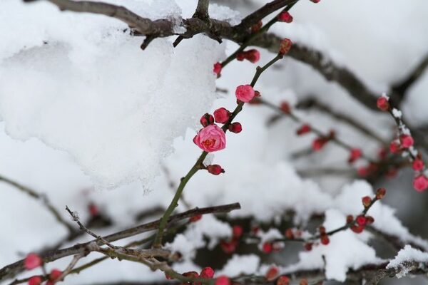 「2月といえば？」日本の風物詩・言葉・行事など連想される季節のものを集めました