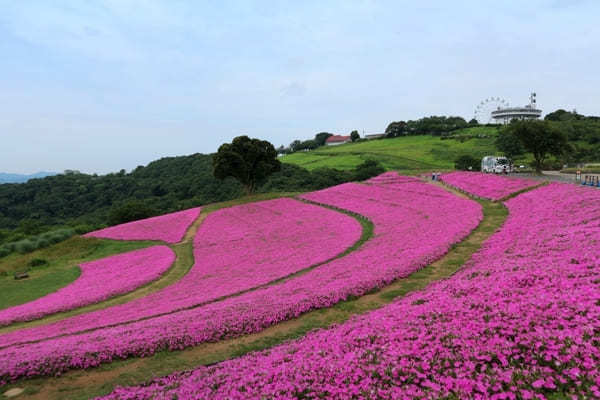 全国のおすすめ花畑85選！一面に絶景が広がる花の名所ガイド