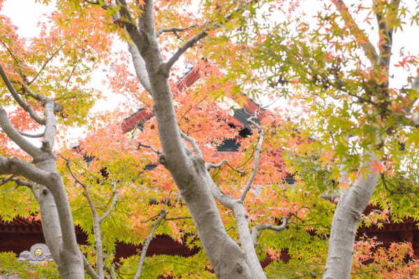 東京の紅葉名所19選！都会の真ん中で燃えるような紅葉を楽しもう！