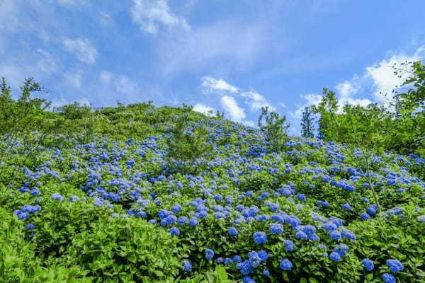 【関東】6月のおすすめ花畑29選！6月に見頃を迎える花の名所ガイド1.jpg