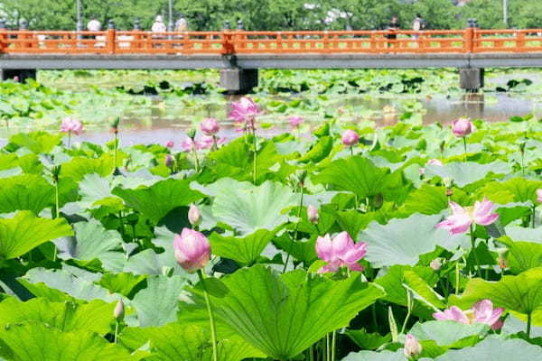 【新潟】高田城址公園・親不知海岸・うみがたり日帰り観光モデルコース