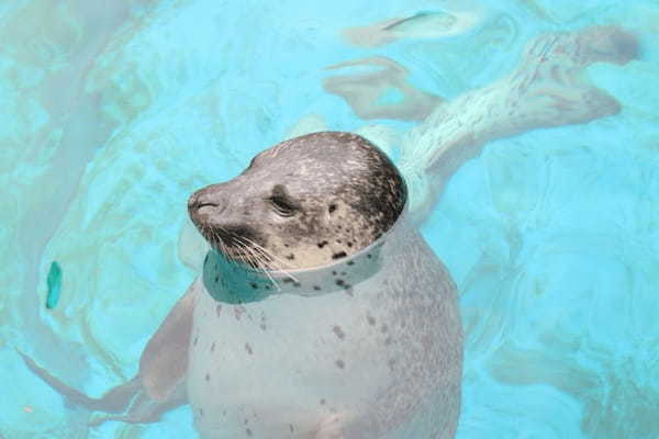 東北の人気水族館TOP8！みんなが行っている水族館ランキング1.jpg