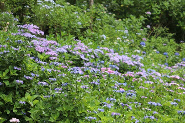 【茨城】山肌に1万株の紫陽花！二本松寺の見どころ7選