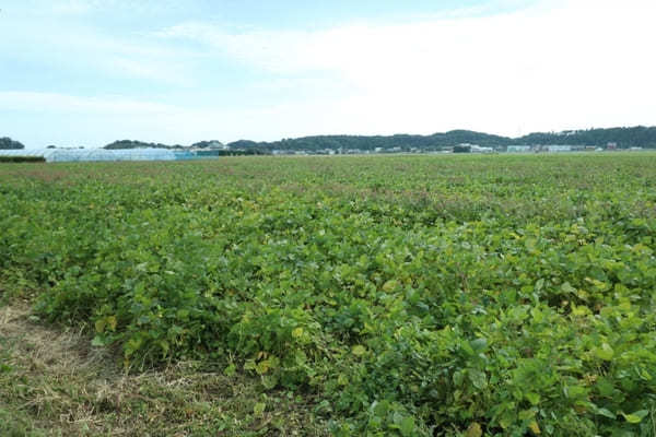 【千葉】発酵づくしの空間！神崎町の酒蔵・寺田本家とカフェうふふ