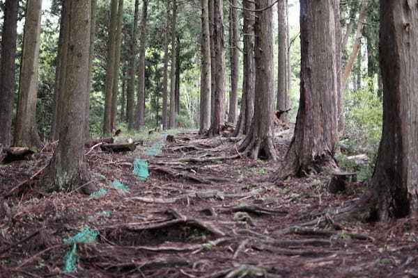 【神奈川・矢倉岳】神が宿る山で低山登山を楽しむ1.jpg