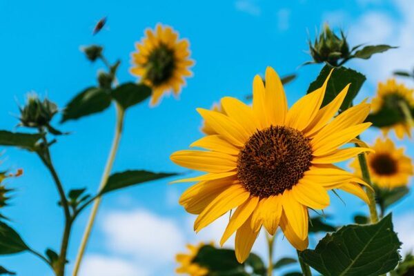 敬老の日に贈りたい花言葉一覧。愛情や健康の願いを込めたおすすめの花をご紹介