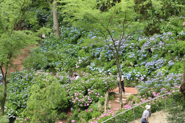 【茨城】山肌に1万株の紫陽花！二本松寺の見どころ7選