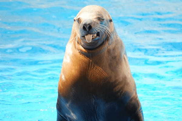 静岡の人気水族館TOP6！県内の水族館をランキングで一挙紹介1.jpg