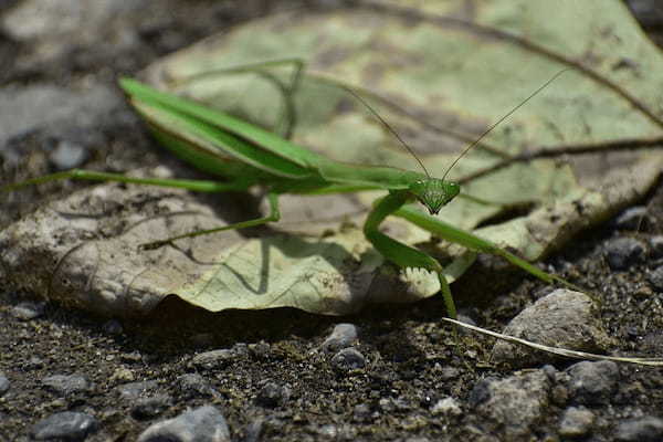 カマキリは預言者？カマキリを見かけた時のスピリチュアルサインを解説！