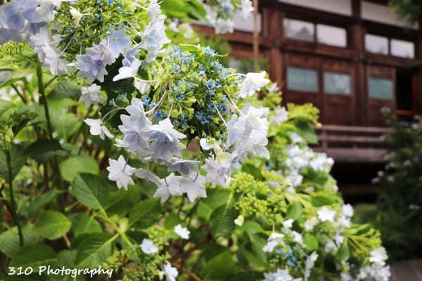 仙台のあじさい寺！資福寺で紫陽花を楽しもう