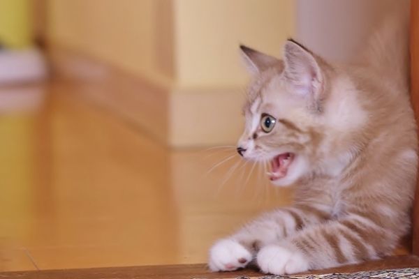 猫に好かれる人はオーラが違う！スピリチュアルな観点からも解説