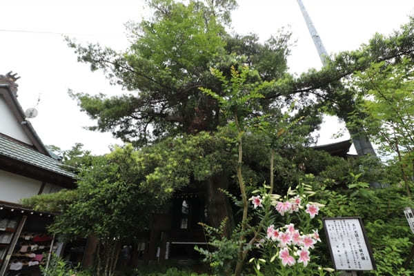 【茨城】山肌に1万株の紫陽花！二本松寺の見どころ7選