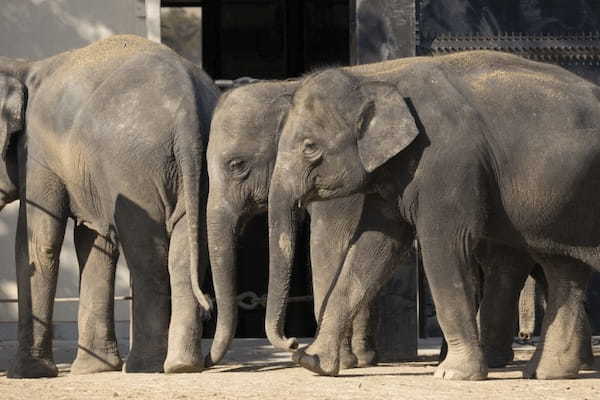 関西の人気動物園TOP10！みんなが行っている動物園ランキング1.jpg