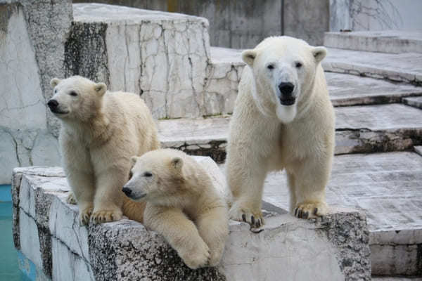 北海道のおすすめ動物園13選！動物に会える人気スポット特集