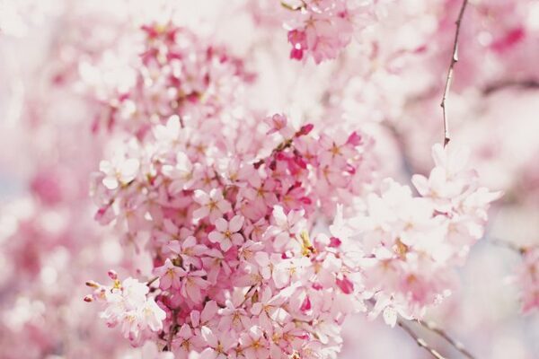 「桜」にまつわる言葉を集めました。かっこいい〜綺麗まで連想する表現をご紹介