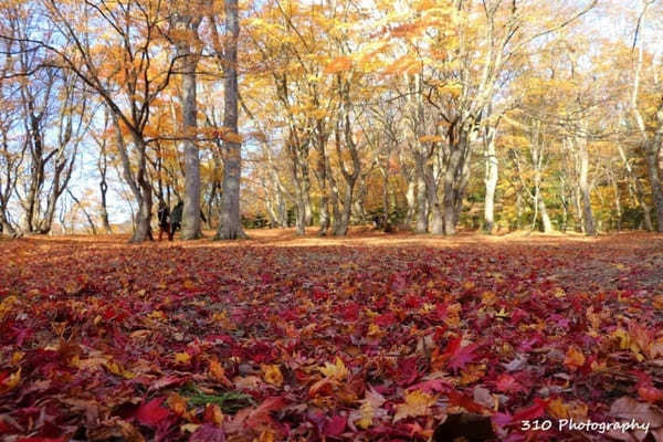 【青森】黒石の人気紅葉スポット中野もみじ山