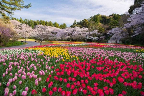 全国のおすすめ花畑85選！一面に絶景が広がる花の名所ガイド