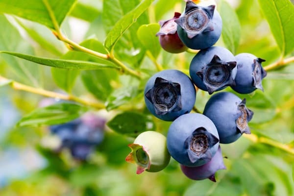 【花言葉】自由・自分らしく・希望など「前向き」になる花言葉まとめ