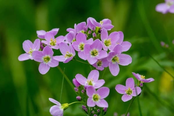 紫色のオーラの意味とは？性格・恋愛・金運・芸能人など徹底解説！