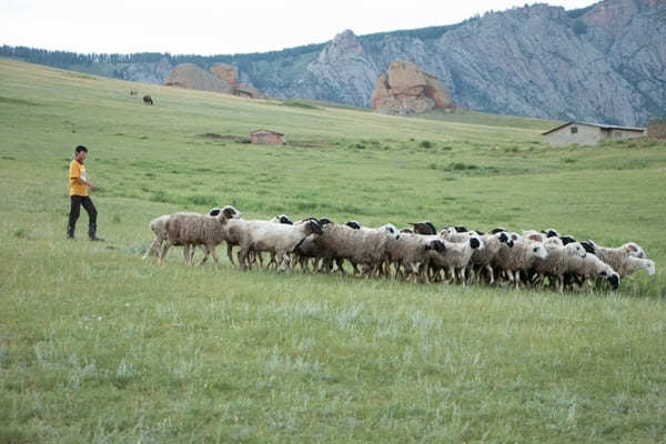 知ると旅が面白い！モンゴルの食を支える羊肉と定番料理