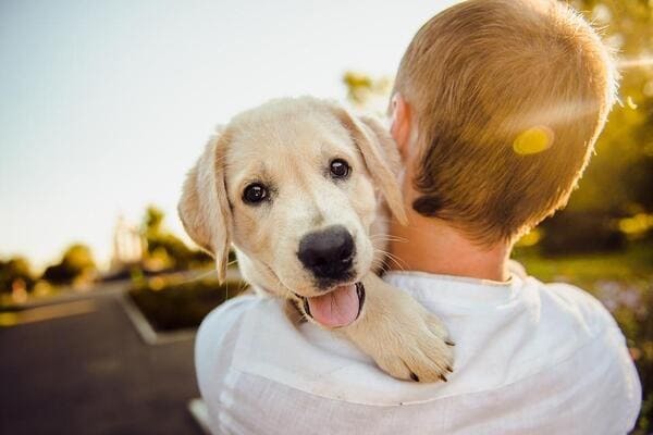 犬の生まれ変わり体験実例をご紹介！見逃せない愛犬の生まれ変わりサインを解説