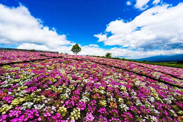 全国のおすすめ花畑85選！一面に絶景が広がる花の名所ガイド