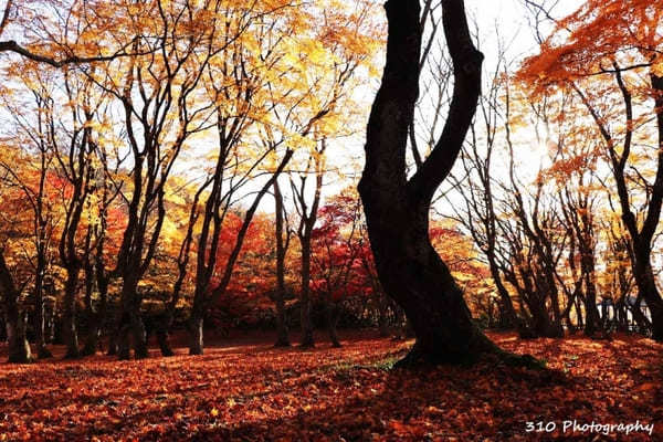 【青森】黒石の人気紅葉スポット中野もみじ山