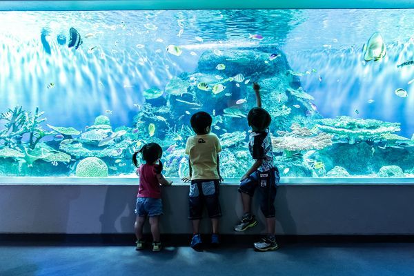 しながわ水族館のおすすめポイント！