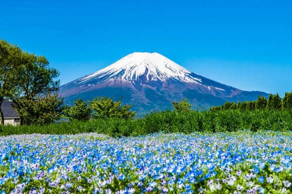 全国のおすすめ花畑85選！一面に絶景が広がる花の名所ガイド