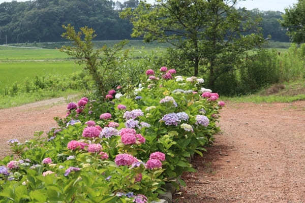 【茨城】山肌に1万株の紫陽花！二本松寺の見どころ7選