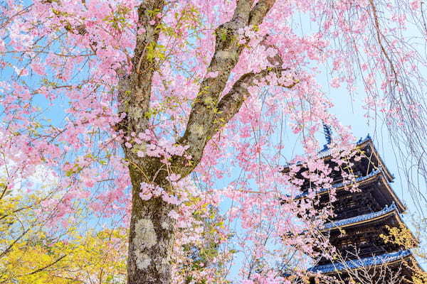 【2022年度版】京都嵐山エリア・嵐電沿いのおすすめ桜スポット