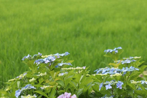 【茨城】山肌に1万株の紫陽花！二本松寺の見どころ7選