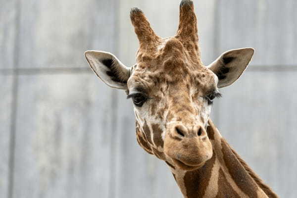 九州の人気動物園TOP10！みんなが行っている動物園ランキング1.jpg