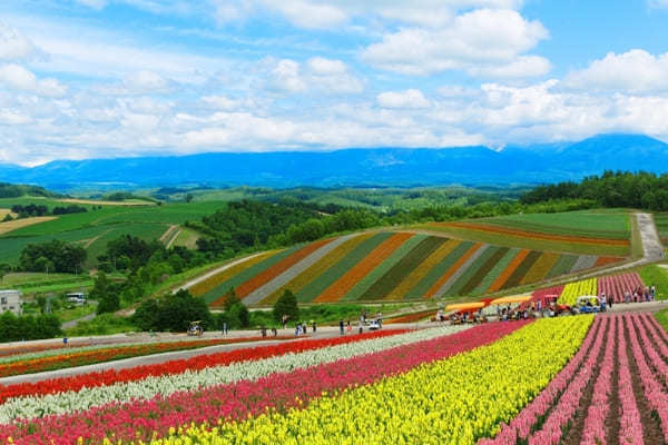 全国のおすすめ花畑85選！一面に絶景が広がる花の名所ガイド