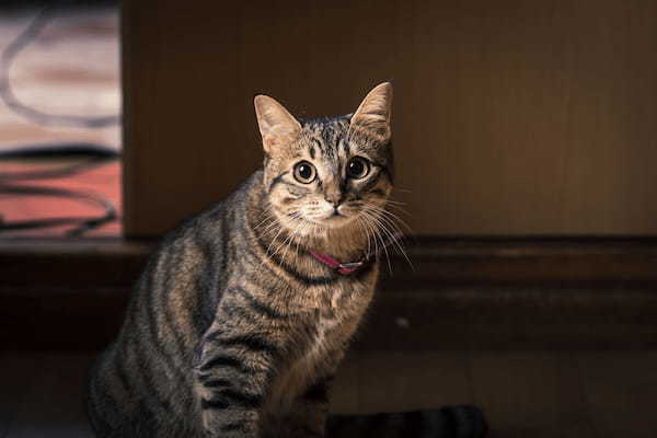 一人暮らしで猫を飼いたい！知っておきたい注意点について解説