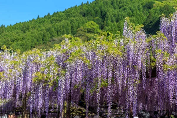 全国の藤名所22選！ゴールデンウィークのお出かけ先にもおすすめ