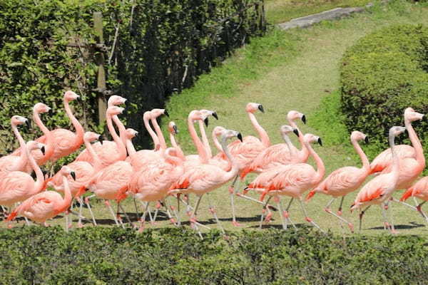 九州の人気動物園TOP10！みんなが行っている動物園ランキング1.jpg