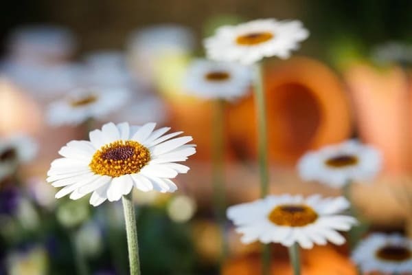 曇りの日に素敵な写真を撮りたい！撮影テクニックを紹介します