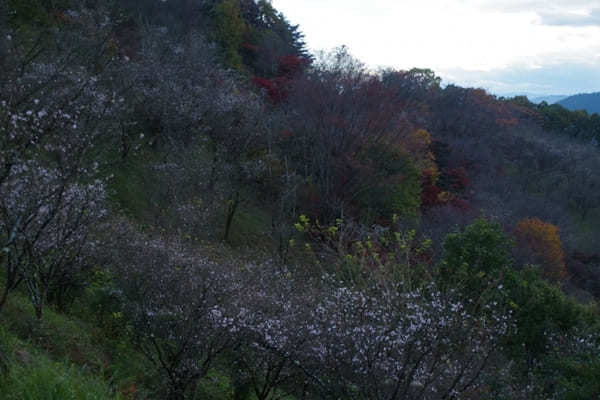 【群馬県】国指定名勝「桜山公園」を包み込む紅葉ライトアップと冬桜のコラボを見に行こう