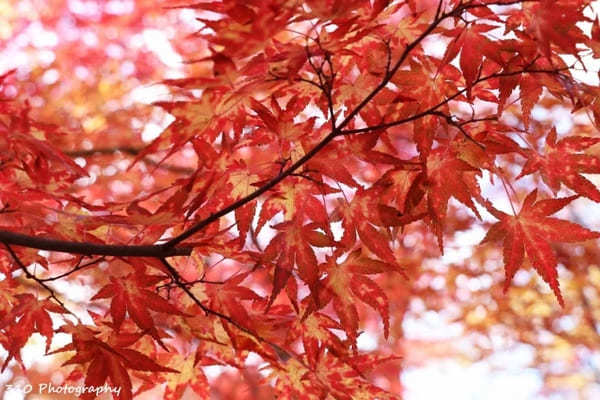 【青森】黒石の人気紅葉スポット中野もみじ山