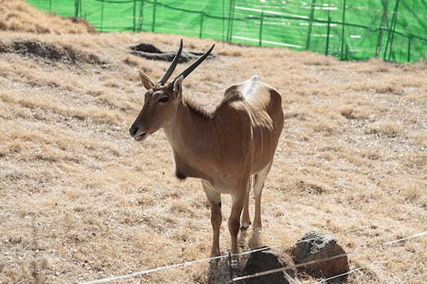 【ここでしか会えない動物たちも！】天王寺動物園でかわいい動物たちに癒される