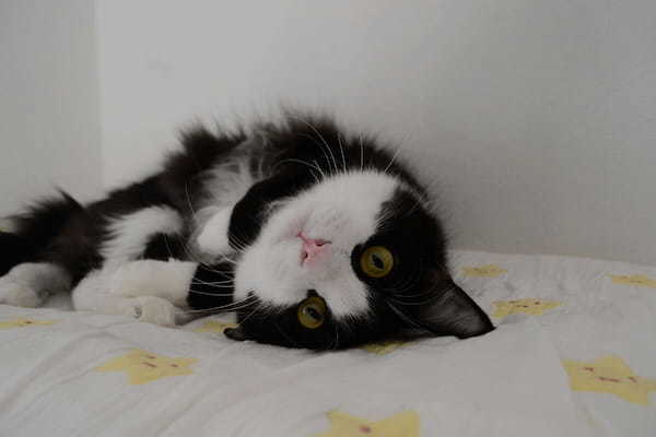 スマホを使った愛猫の写真の撮り方を紹介！簡単でおしゃれな加工方法も