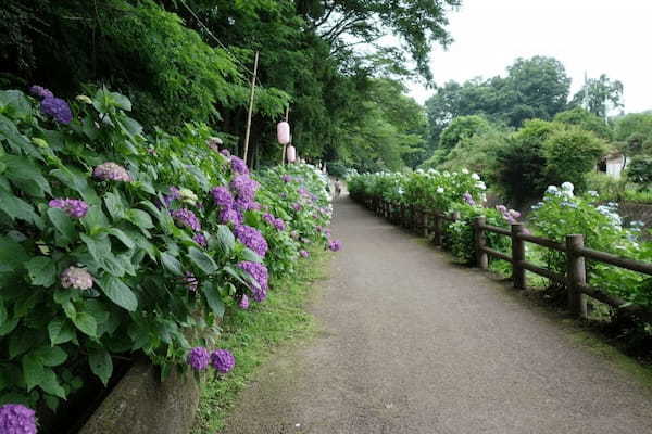 【関東】6月のおすすめ花畑29選！6月に見頃を迎える花の名所ガイド1.jpg